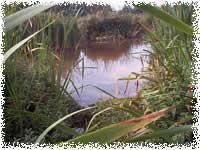 A  pond  on the nature trail