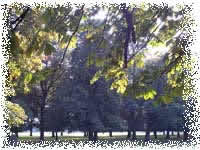 trees in chestnut avenue