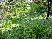 Another view of the trail