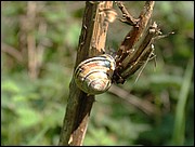 snail