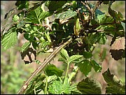 Brambles