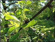 And more brambles