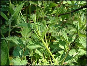 Cleavers