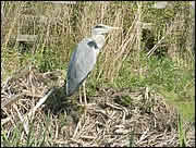 Heron