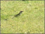 Green woodpecker
