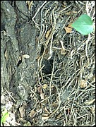 Mouse or vole hole