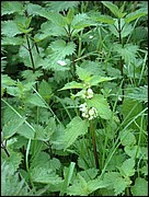 White nettles