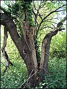 Split tree