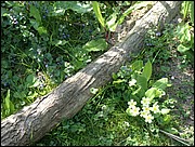 Primroses