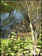 Fallen tree in the river