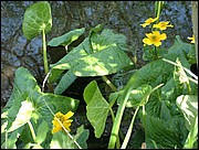 Kingcups