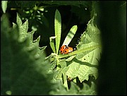 Ladybirds